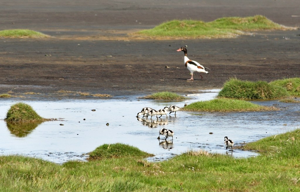 Common Shelduck