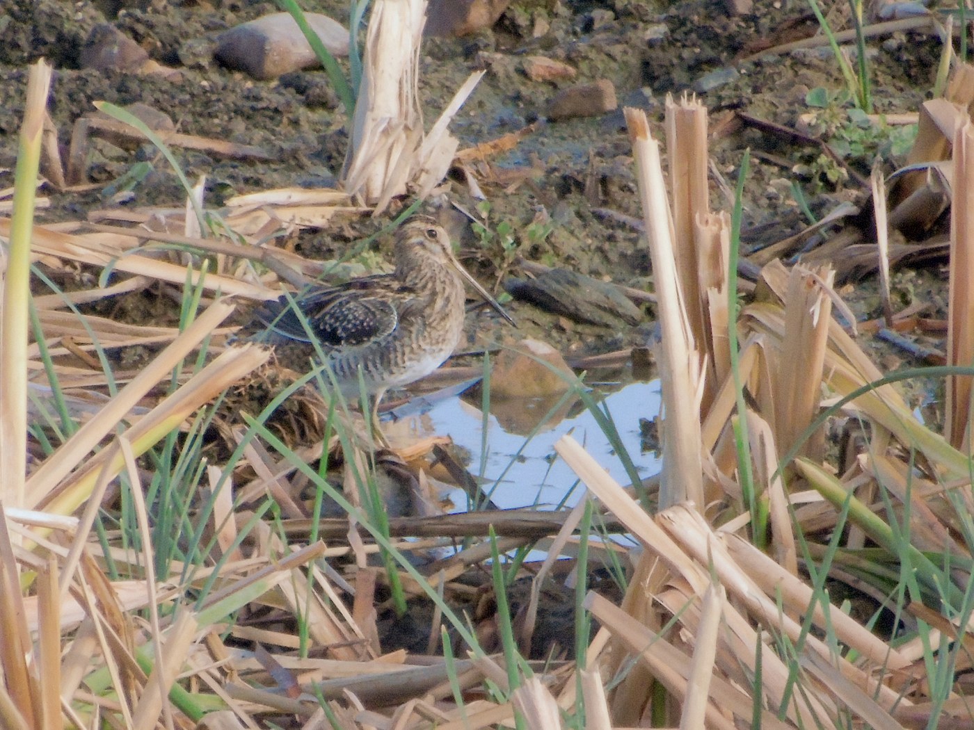 Common Snipe