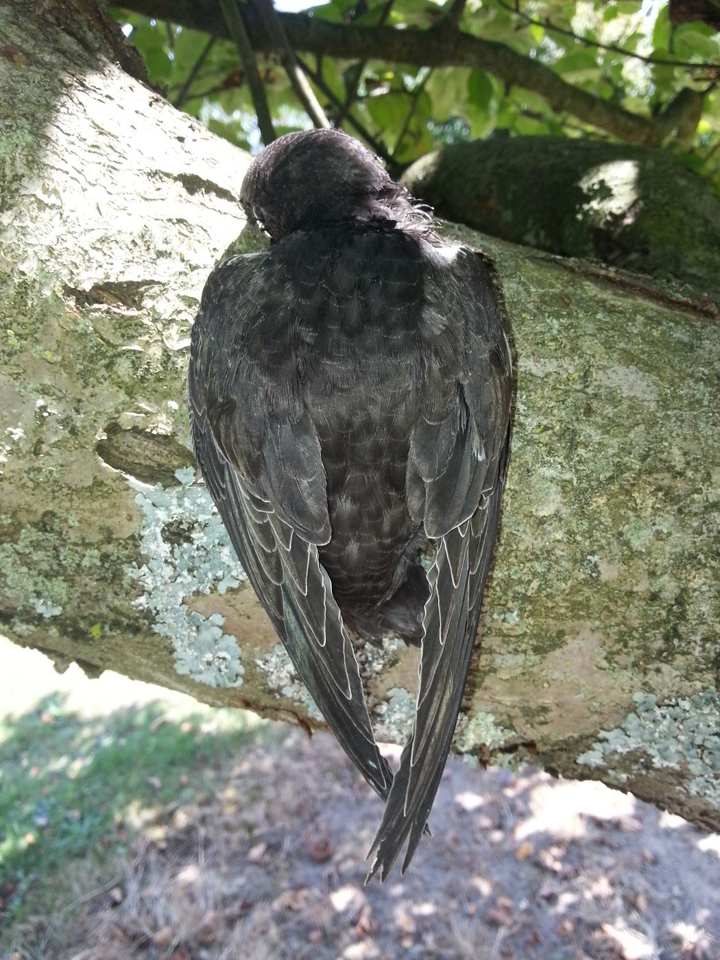 Common Swift