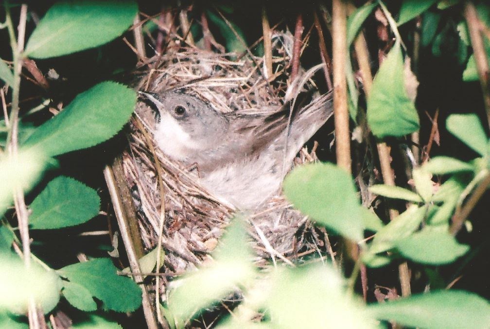 Common Whitethroat