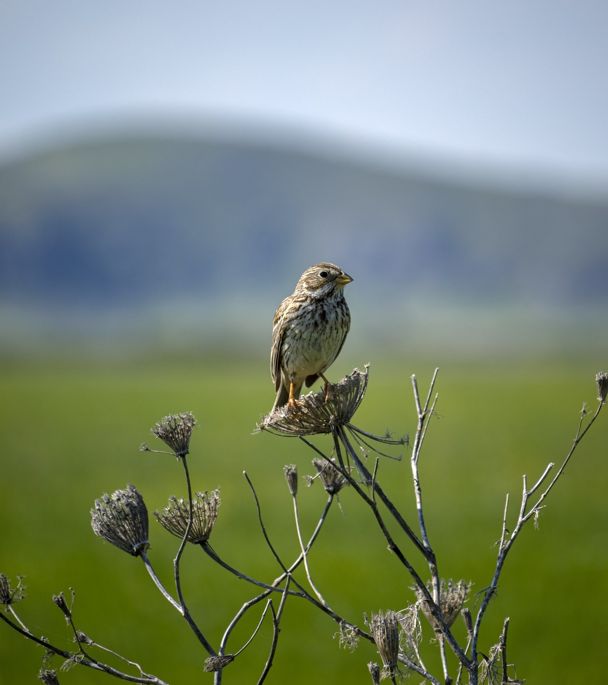 Corn Bunting