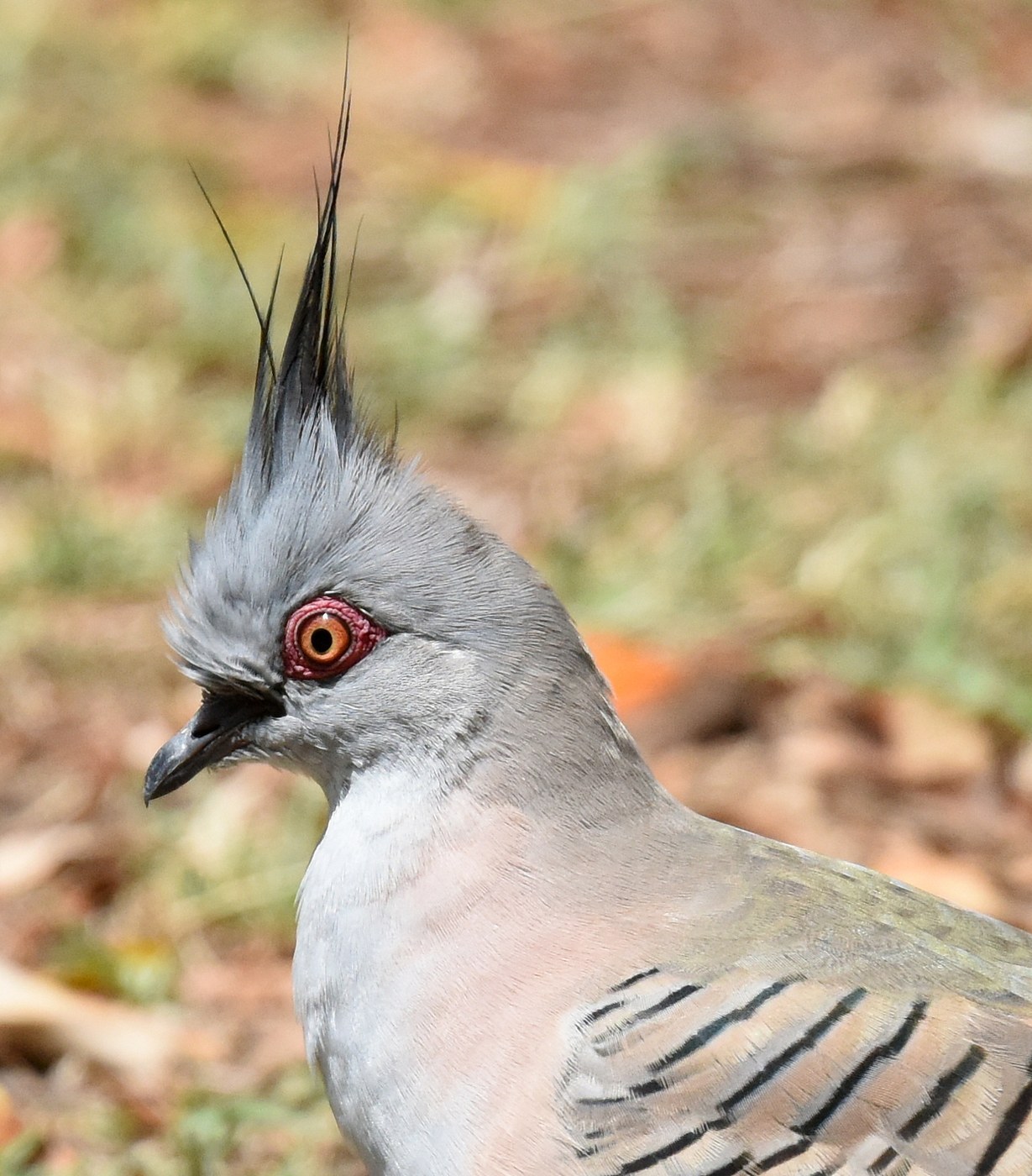 Topknot Pigeon