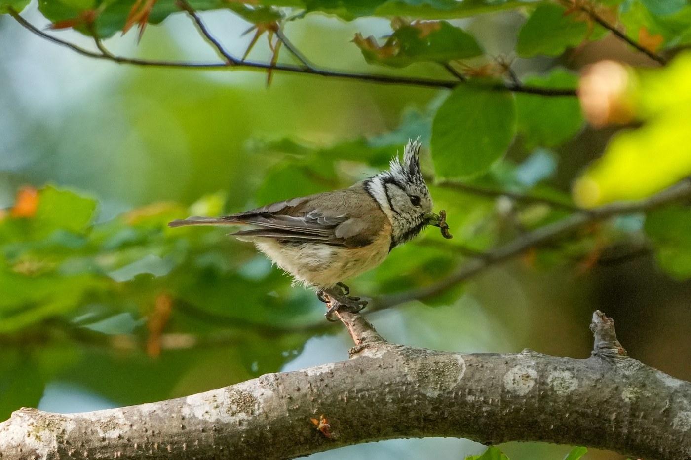 Crested Tit
