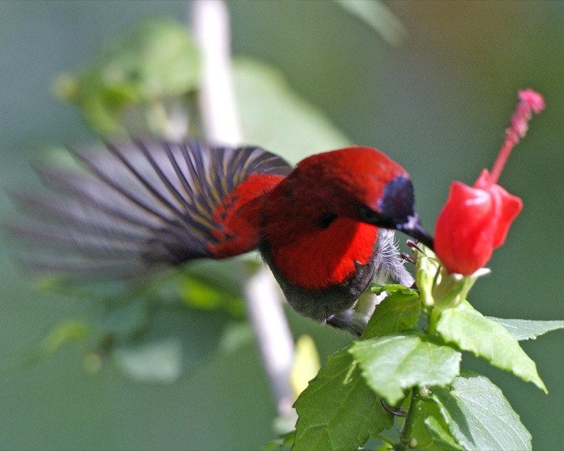 Crimson Sunbird