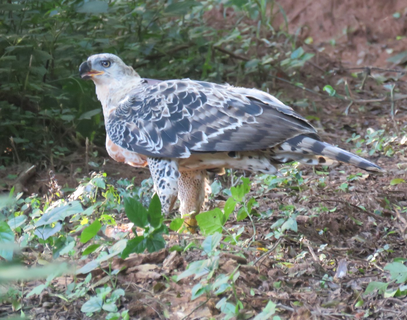 Crowned Eagle