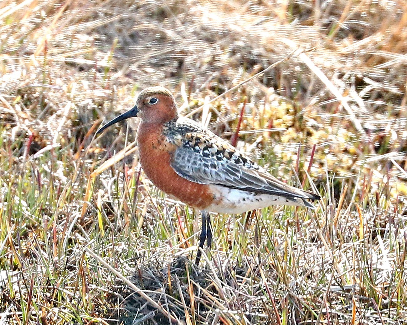 Curlew Sandpiper