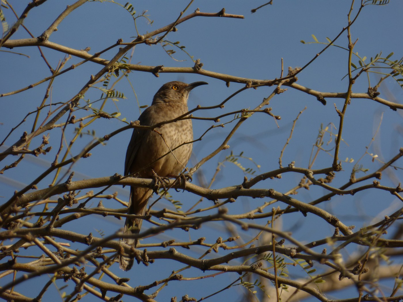 Curve-billed Thrasher
