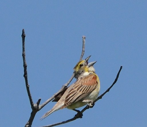 Dickcissel