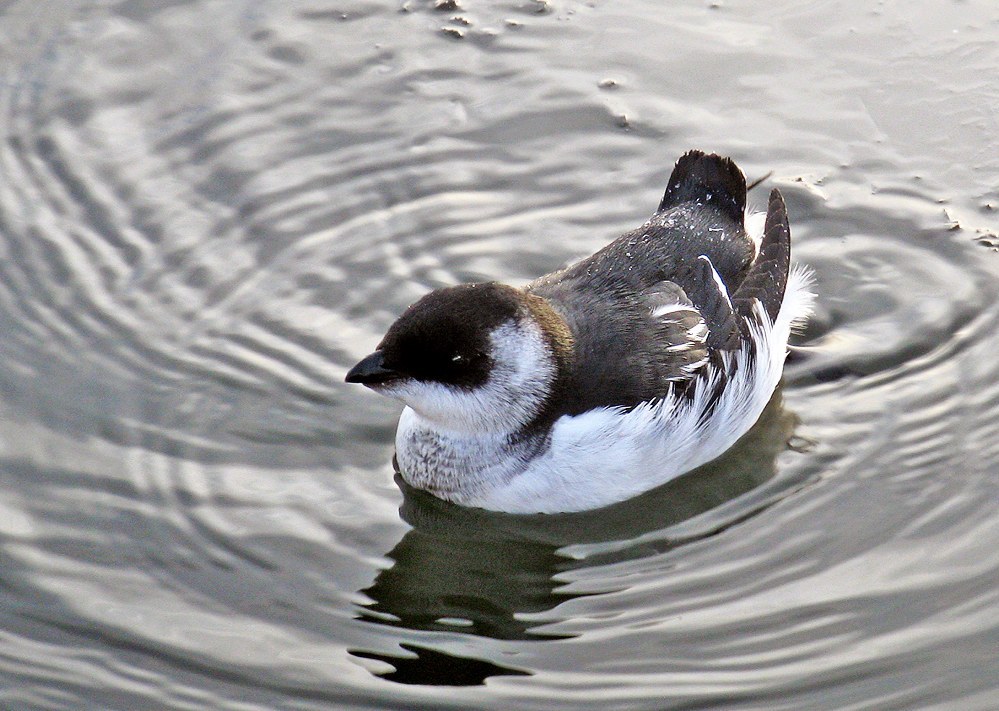 Little Auk