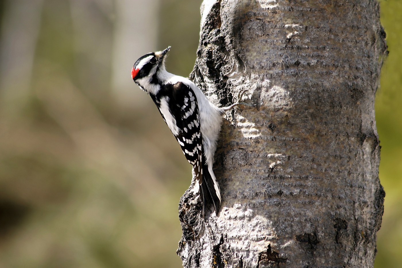 Downy Woodpecker