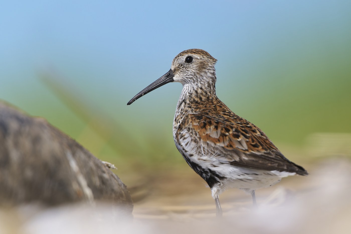 Dunlin