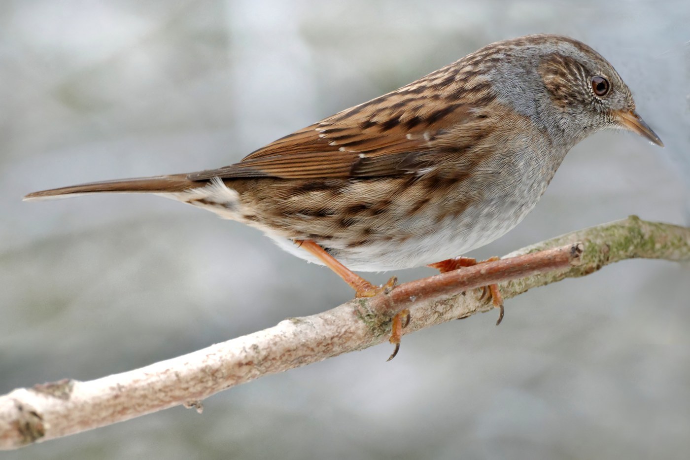 Dunnock