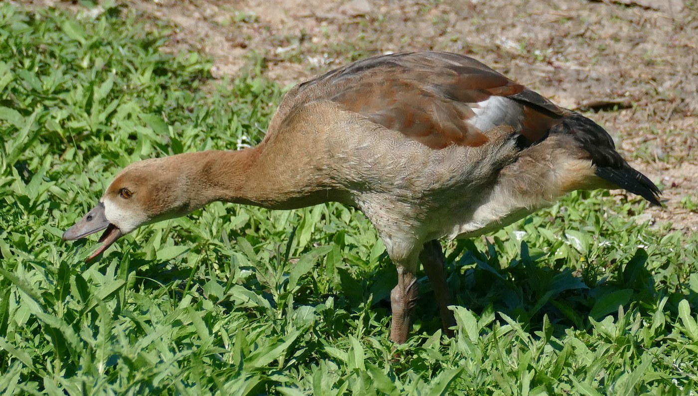 Egyptian Goose