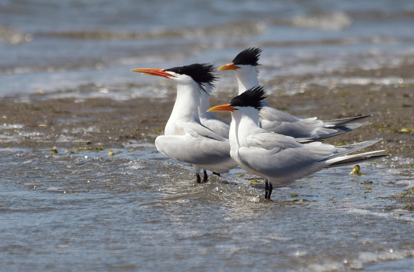 Elegant Tern