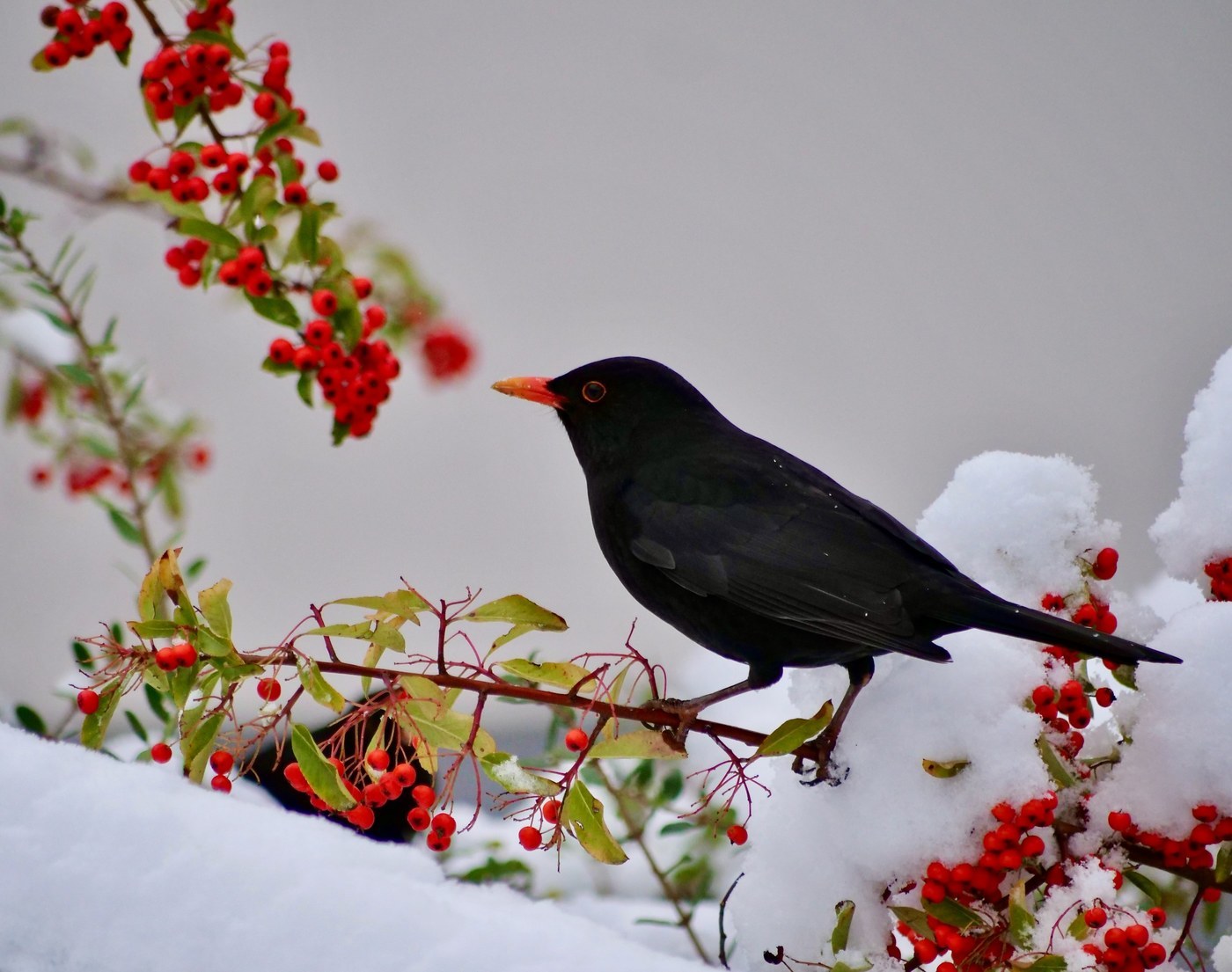 Eurasian Blackbird