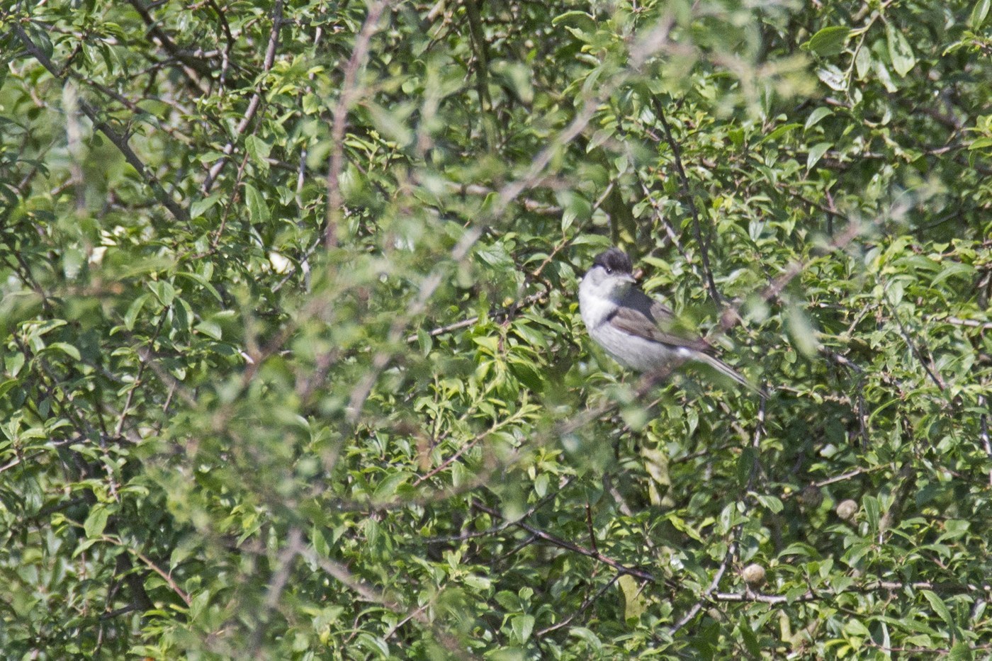 Eurasian Blackcap