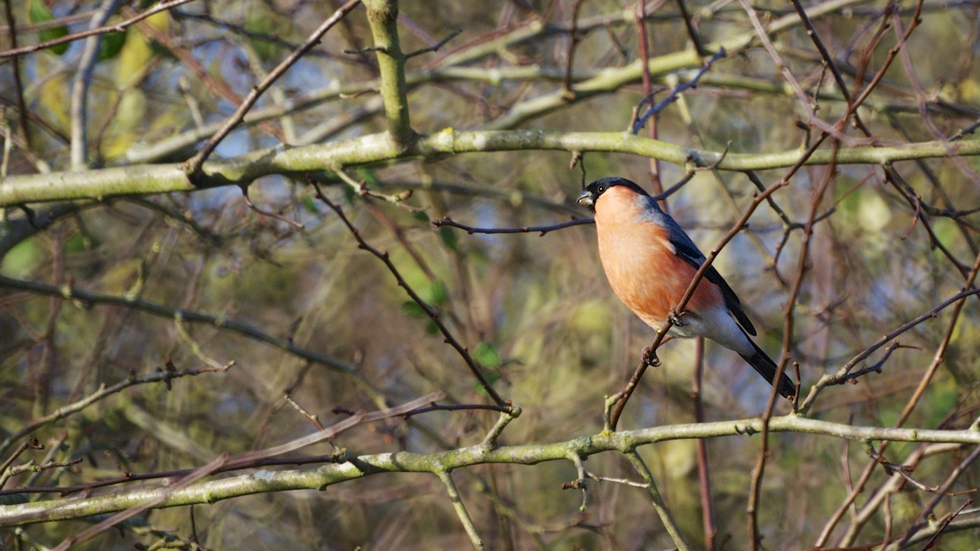 Common Bullfinch