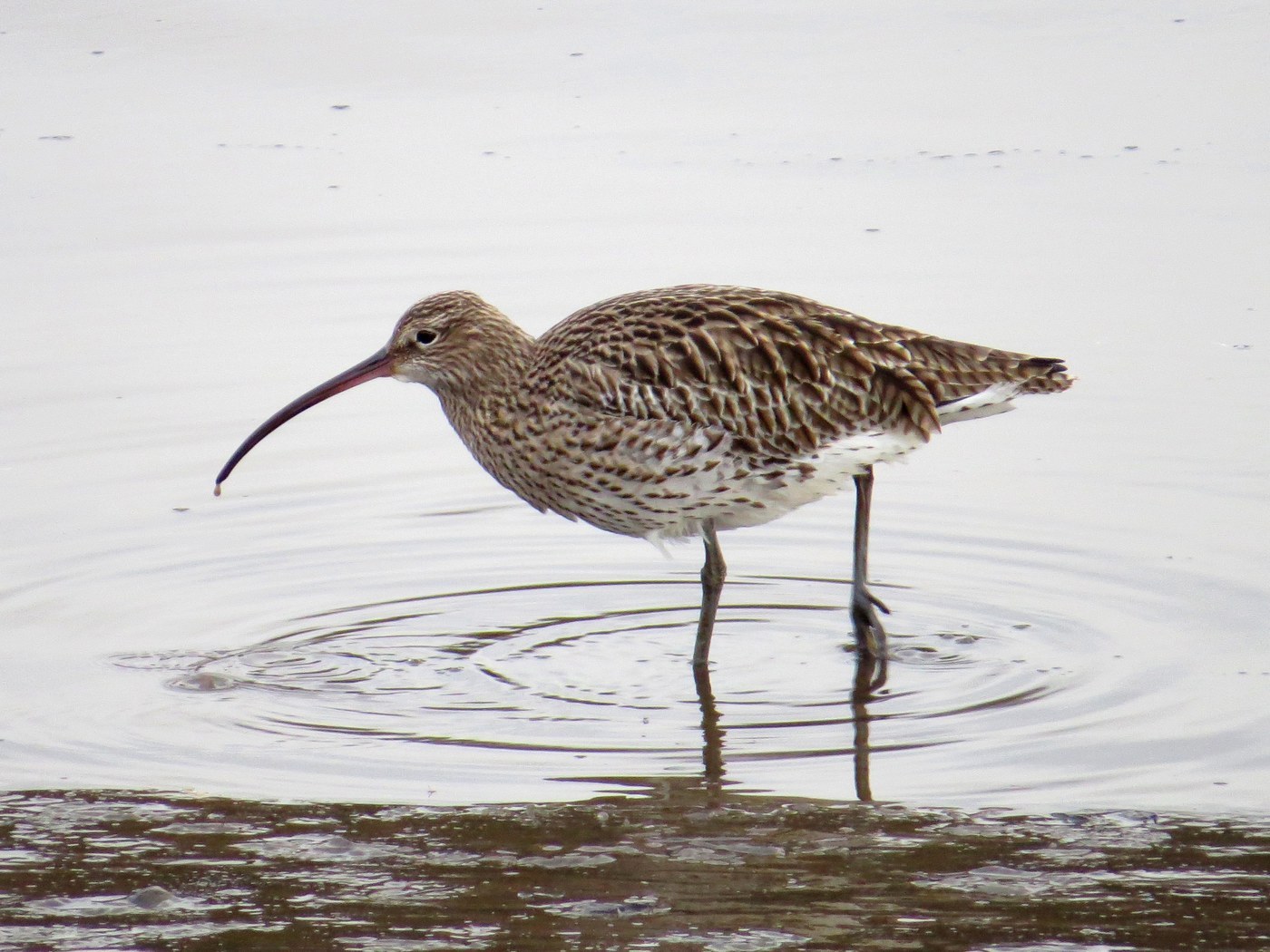 Eurasian Curlew