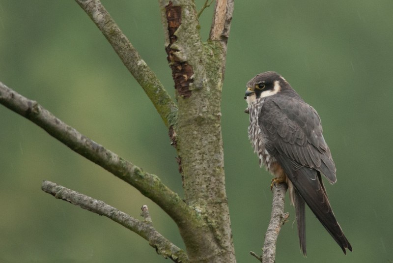 Eurasian Hobby