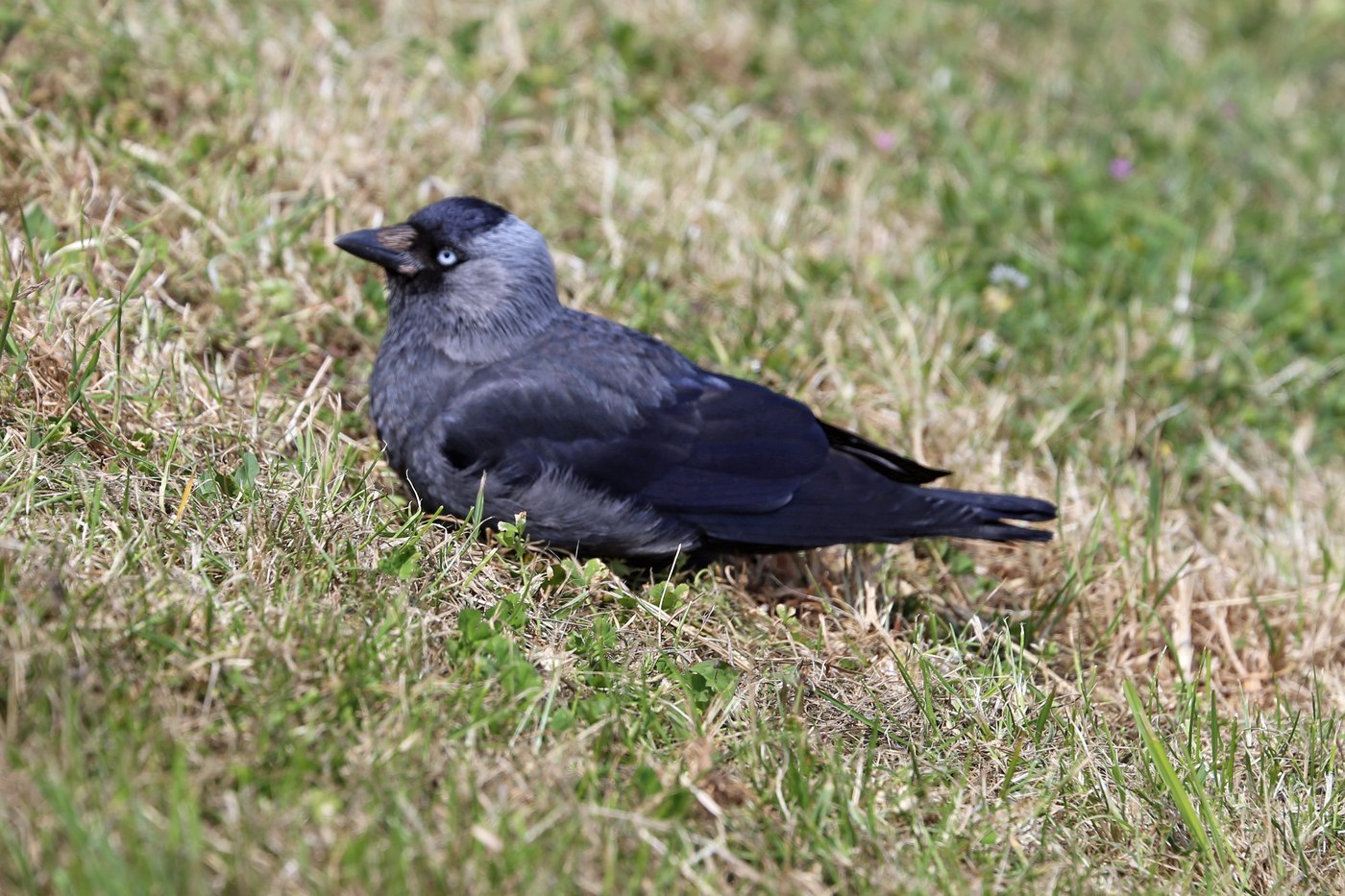 Western Jackdaw