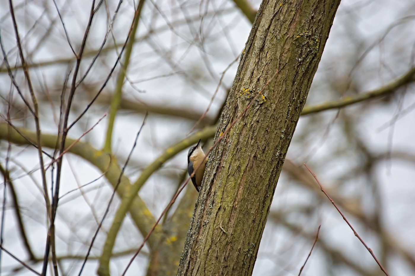 Eurasian Nuthatch