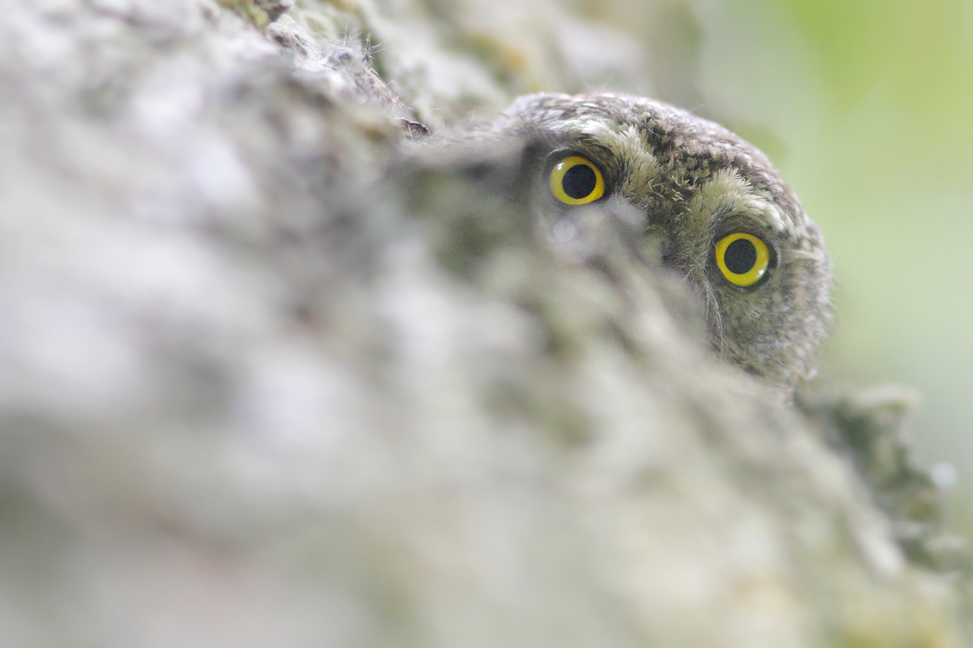 Eurasian Pygmy-Owl