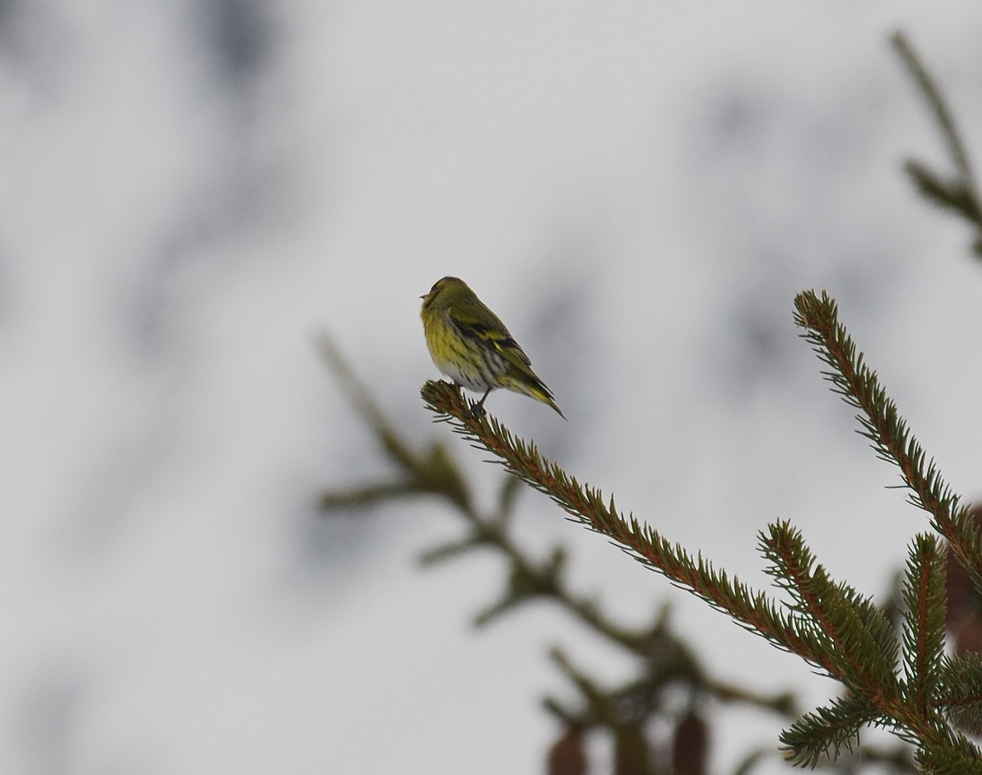Eurasian Siskin