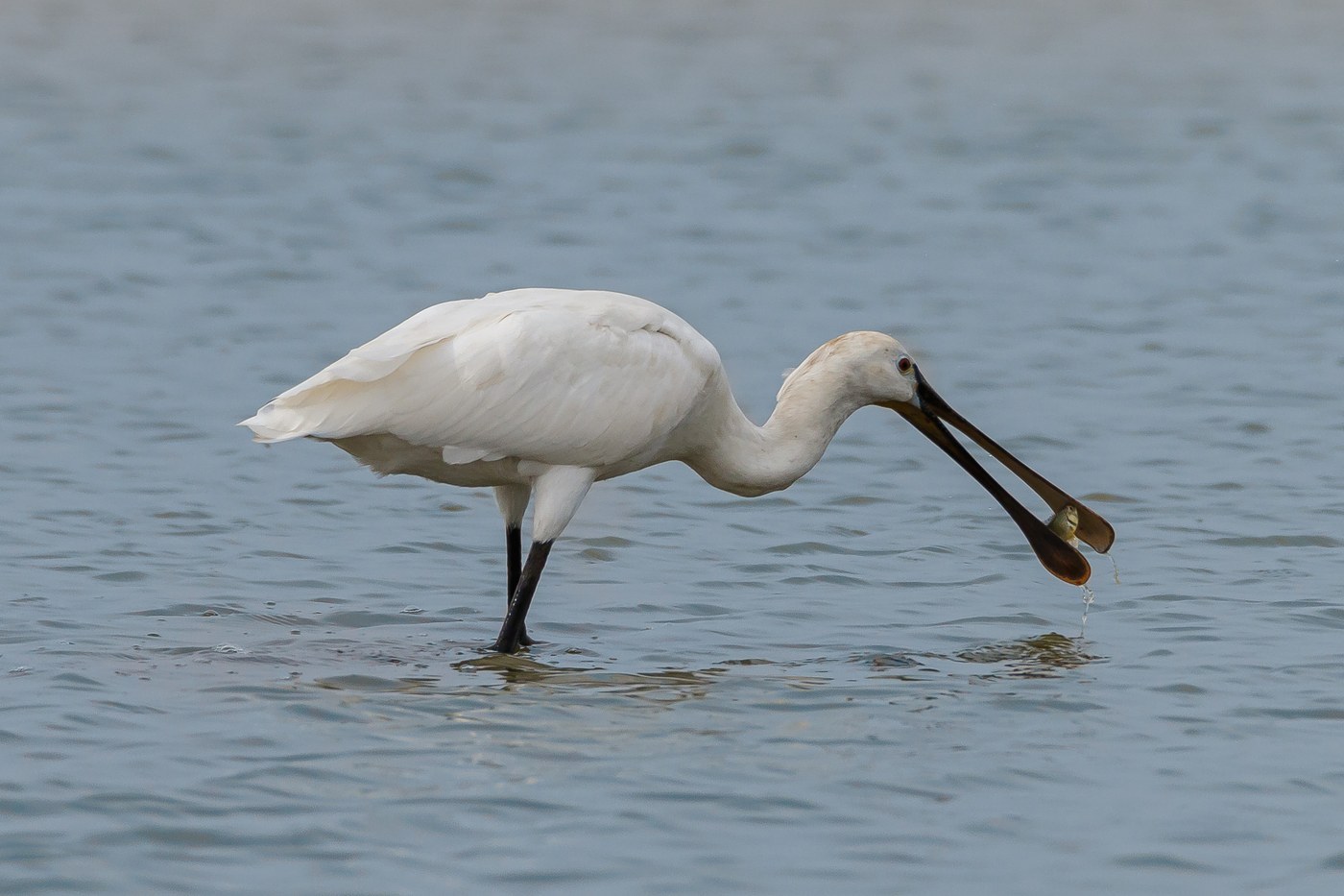 Eurasian Spoonbill
