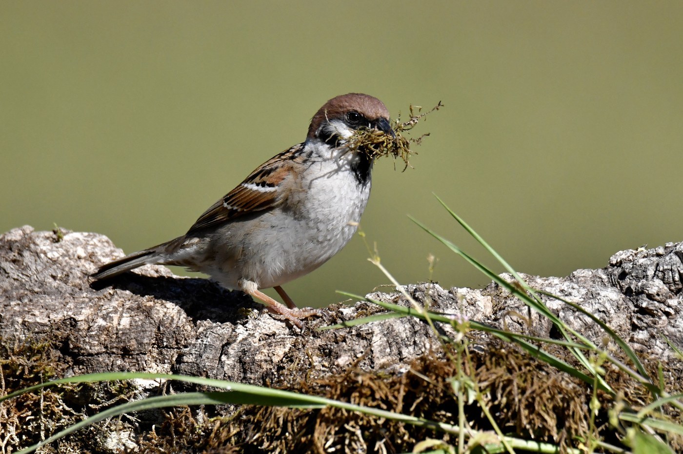 Eurasian Tree Sparrow