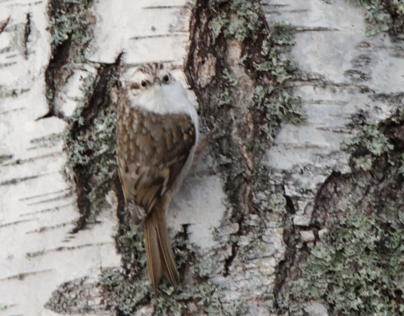 Eurasian Treecreeper