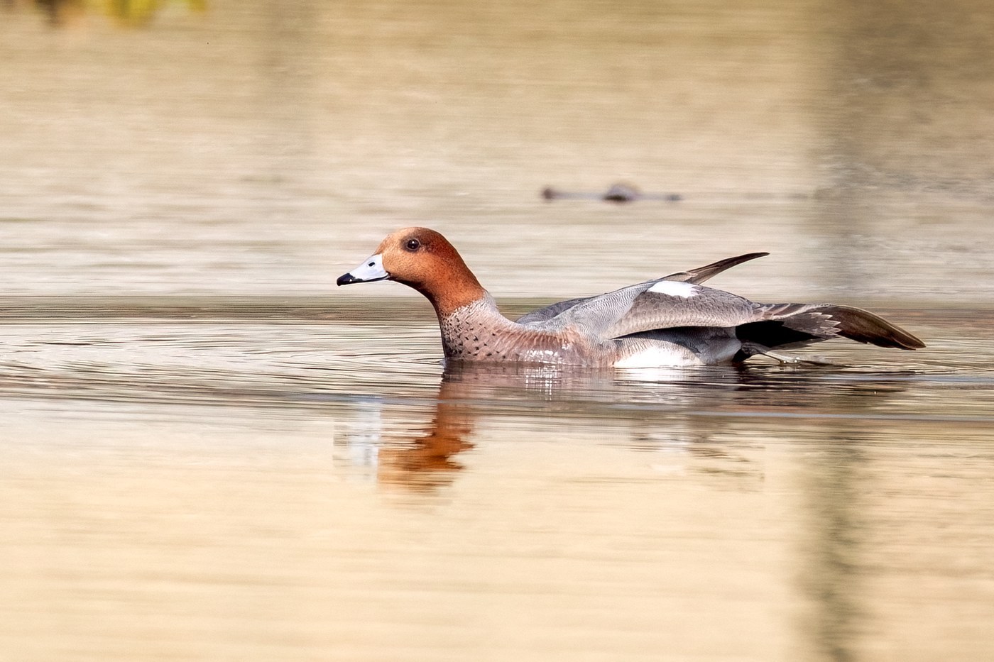 Eurasian Wigeon