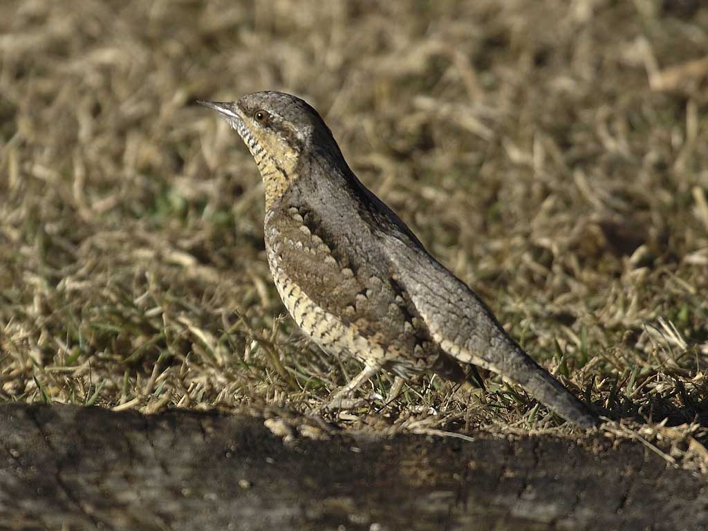 Eurasian Wryneck