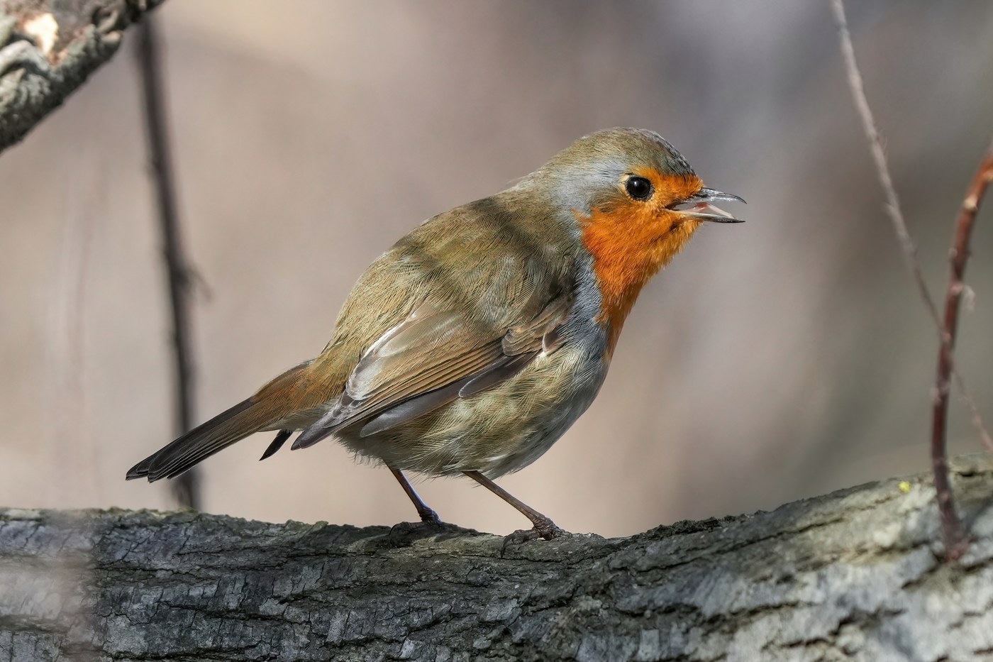 European Robin