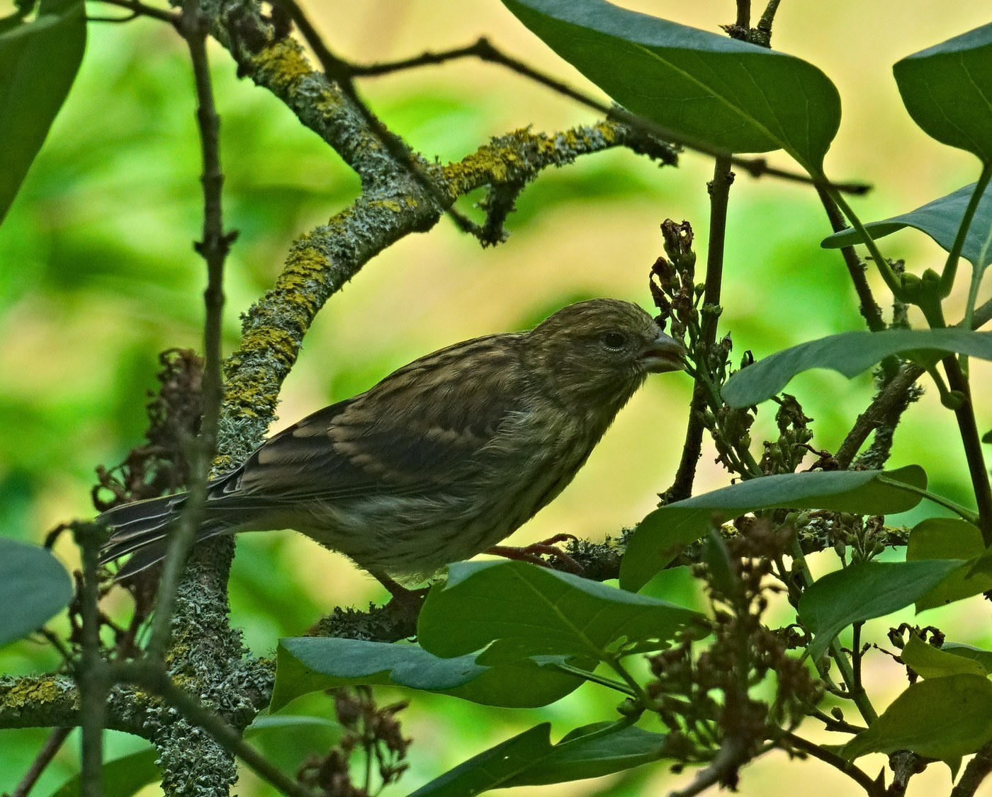 European Serin