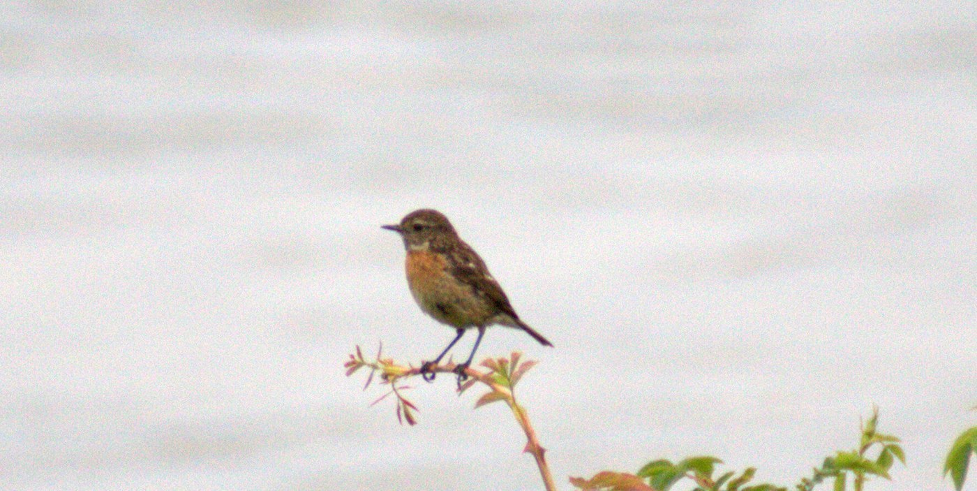 European Stonechat