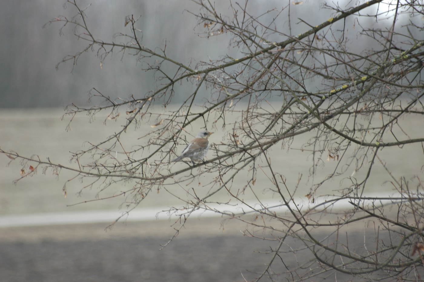 Fieldfare