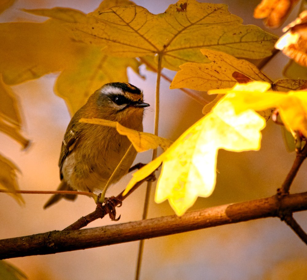Firecrest