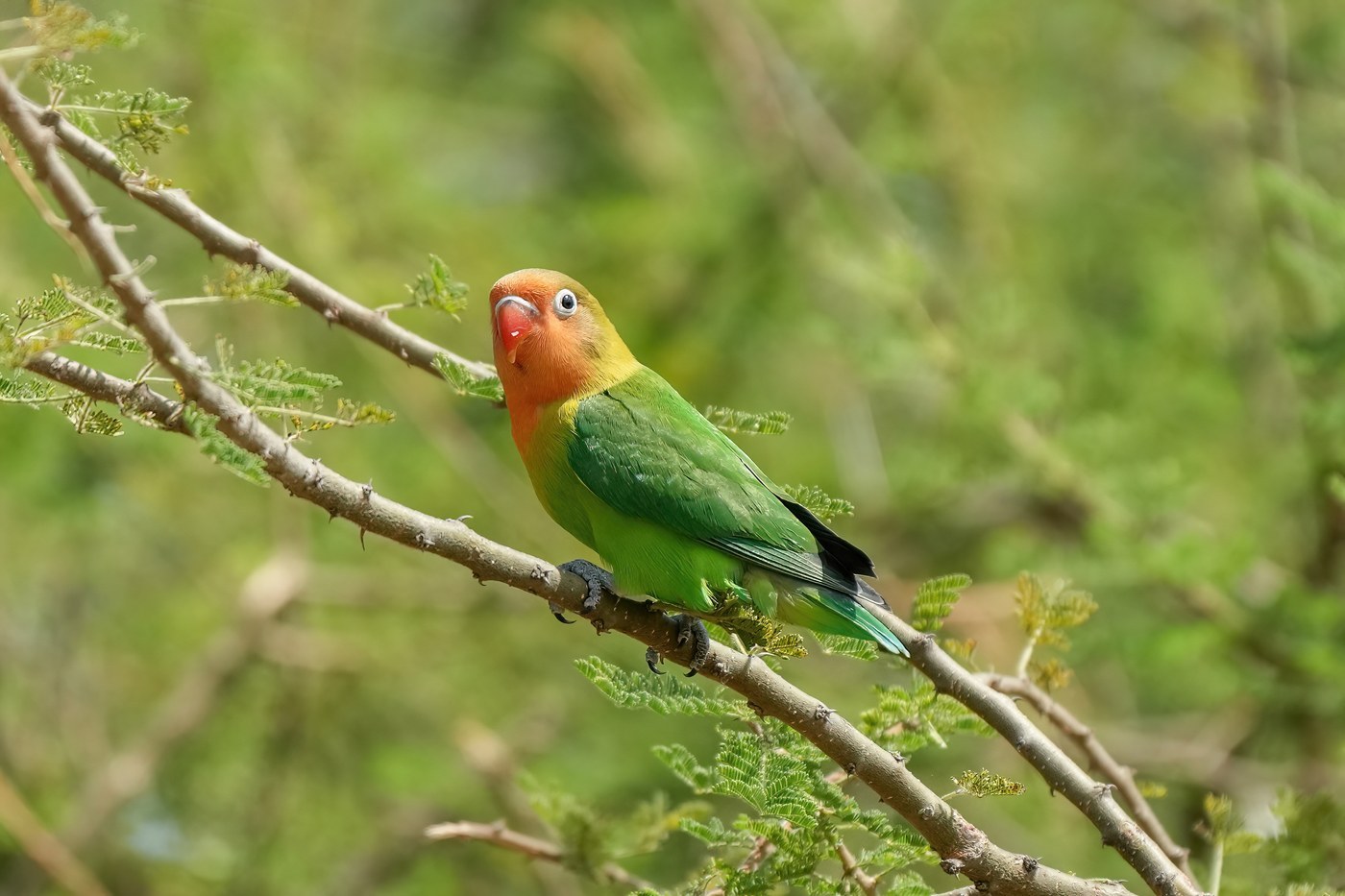 Fischer's Lovebird