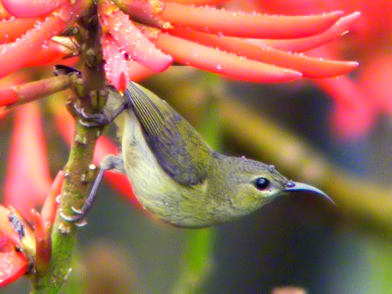 Fork-tailed Sunbird