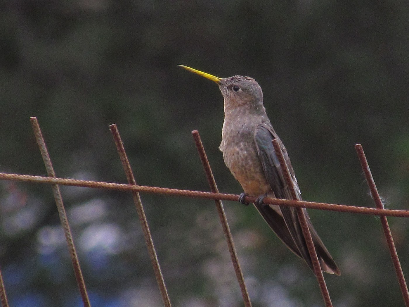 Giant Hummingbird