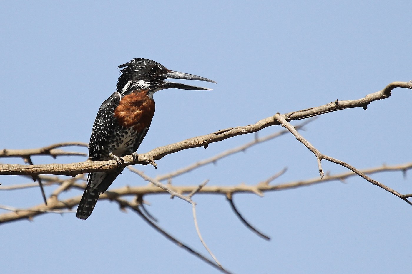 Giant Kingfisher