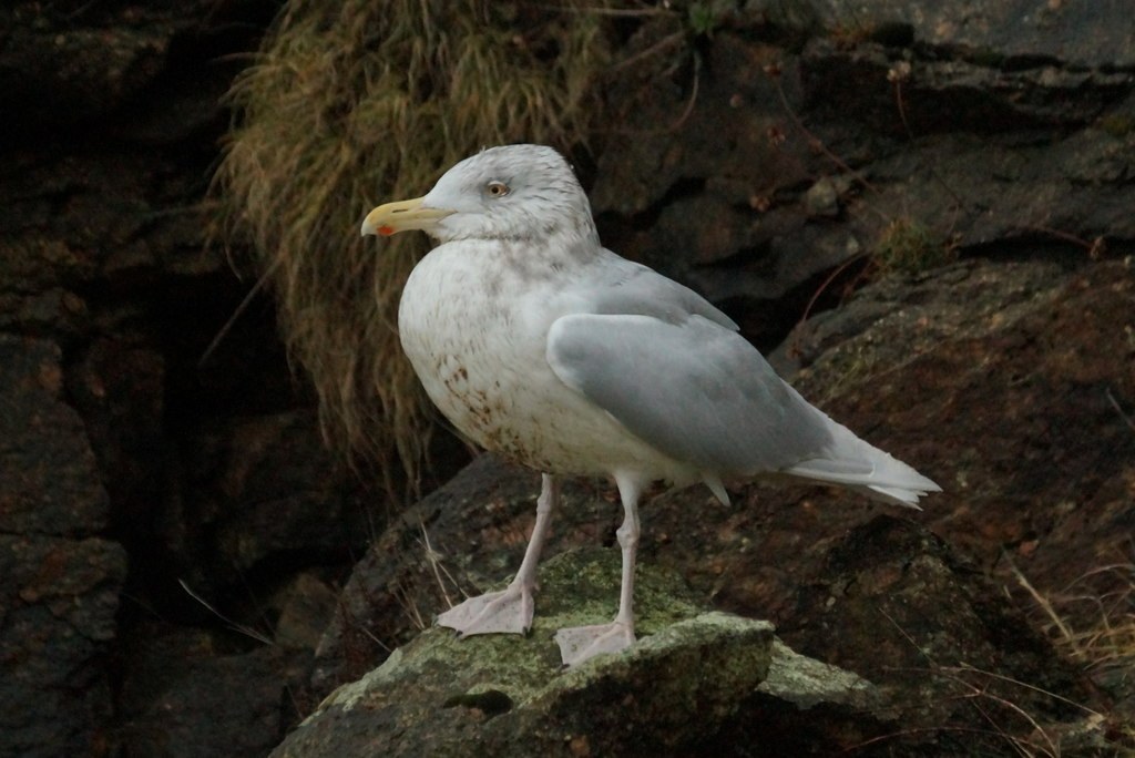 Glaucous Gull