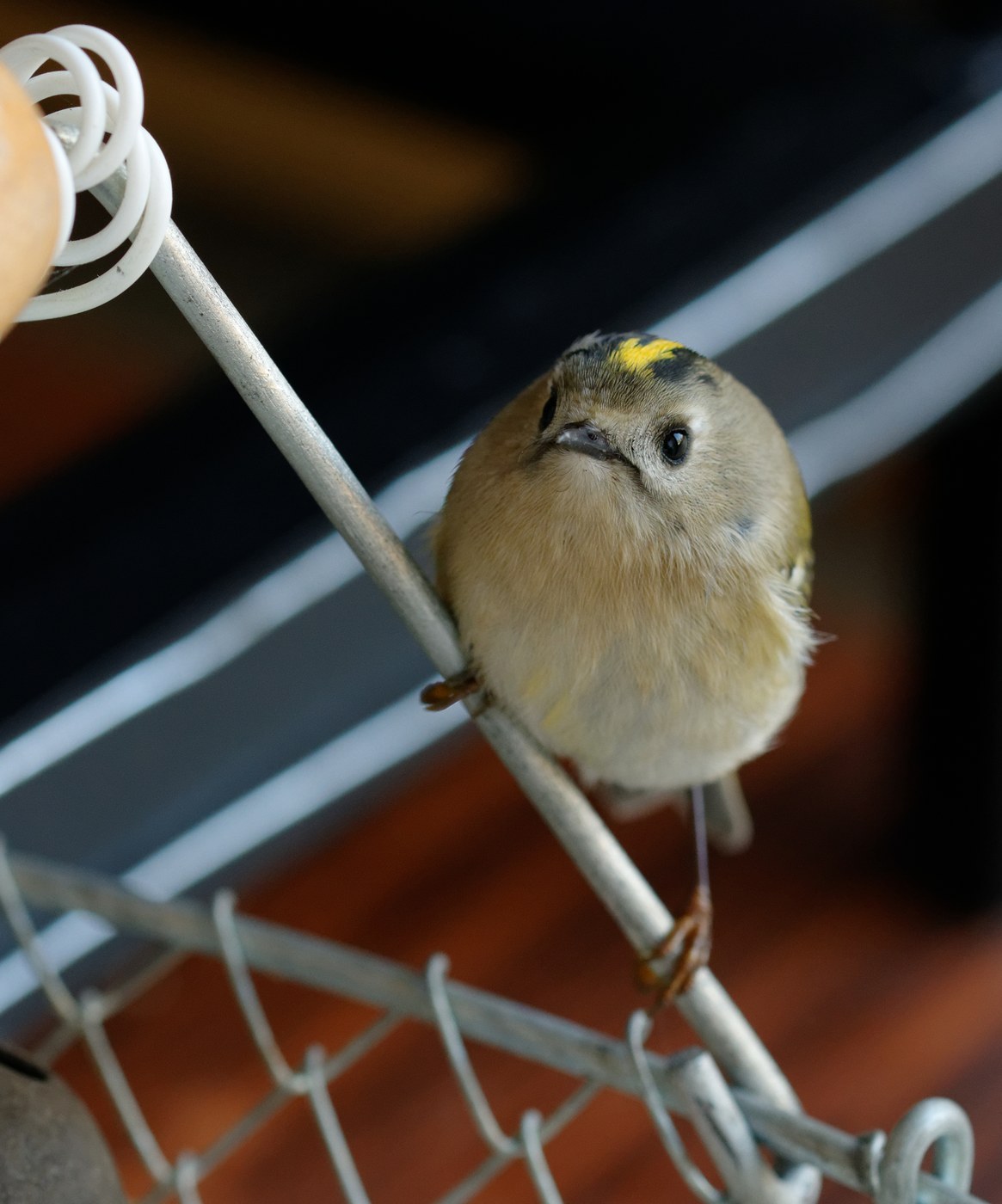 Goldcrest