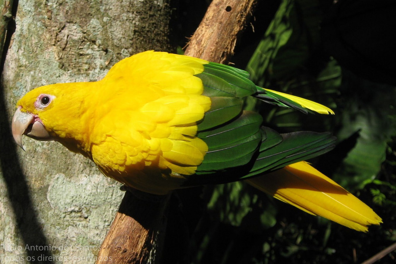 Golden Conure