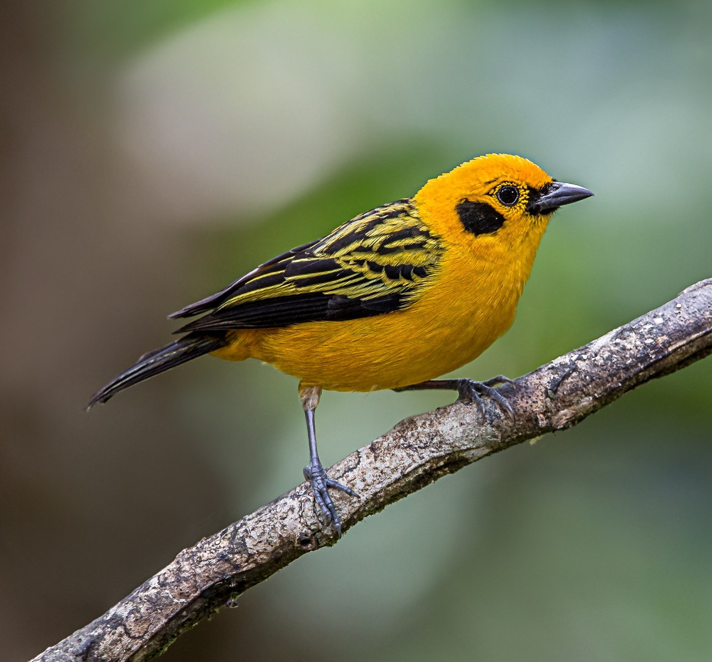 Golden Tanager