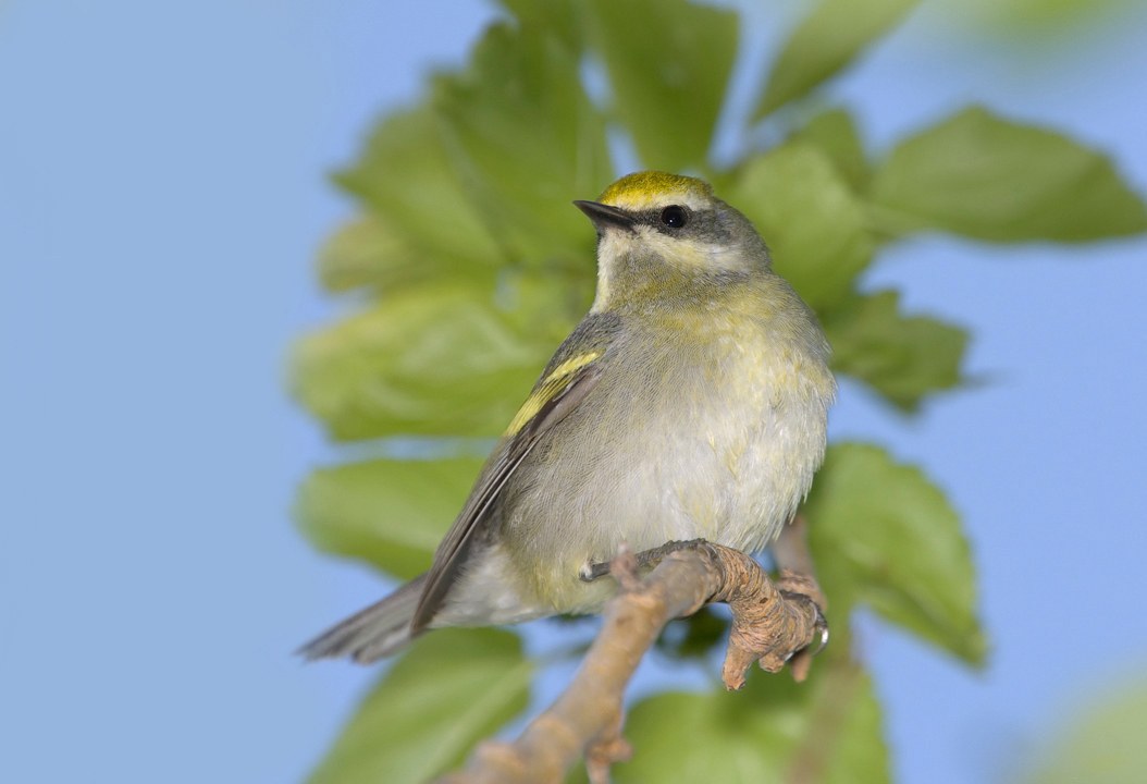 Golden-winged Warbler