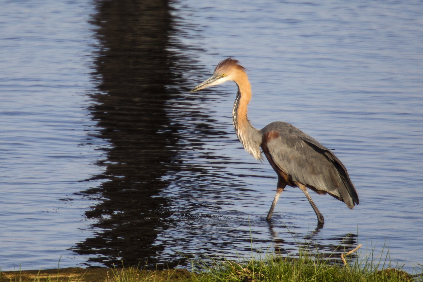 Goliath Heron