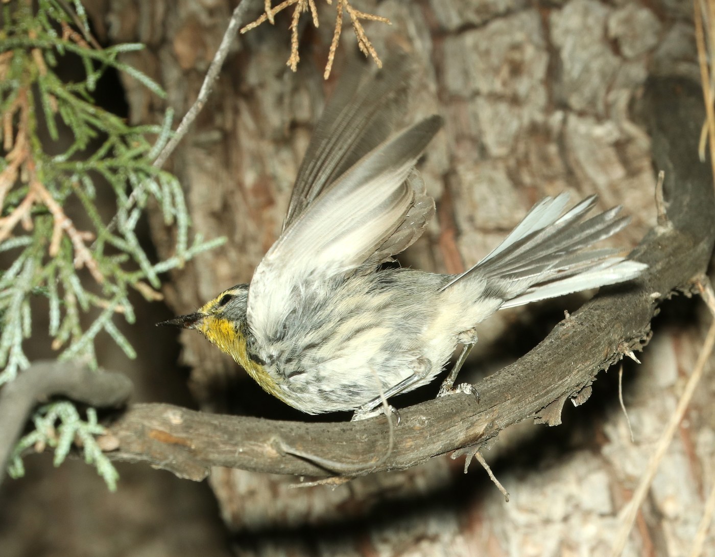 Grace's Warbler