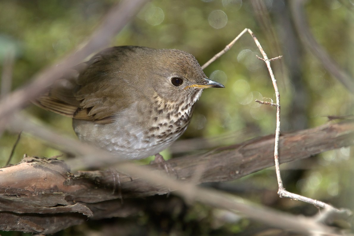 Gray-cheeked Thrush