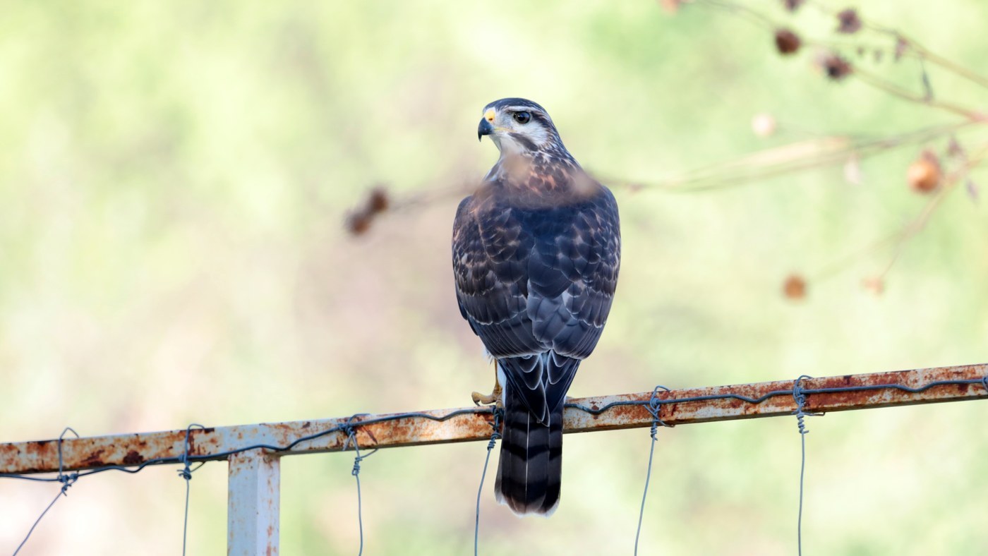 Gray Hawk